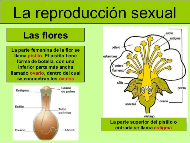 Las plantas