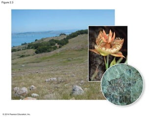 © 2014 Pearson Education, Inc.
Figure 2.3
 