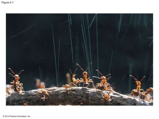 © 2014 Pearson Education, Inc.
Figure 2.1
 