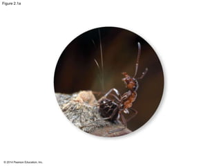 © 2014 Pearson Education, Inc.
Figure 2.1a
 