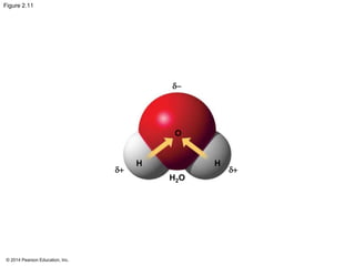 © 2014 Pearson Education, Inc.
Figure 2.11
H H
O
H2O
d+ d+
d-
 
