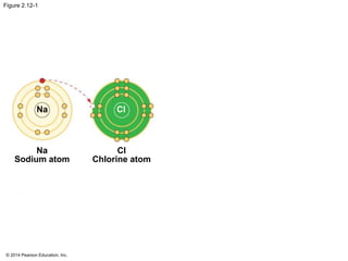 © 2014 Pearson Education, Inc.
Figure 2.12-1
Na Cl
Na
Sodium atom
Cl
Chlorine atom
 