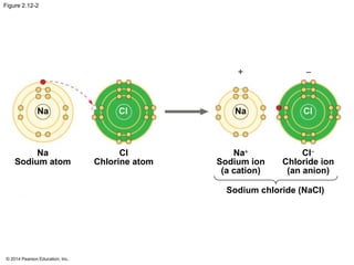 © 2014 Pearson Education, Inc.
Figure 2.12-2
+ -
Na Cl
Na+
Sodium ion
(a cation)
Cl-
Chloride ion
(an anion)
Sodium chloride (NaCl)
Na Cl
Na
Sodium atom
Cl
Chlorine atom
 
