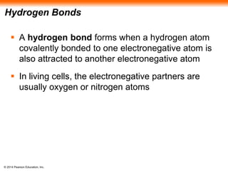 © 2014 Pearson Education, Inc.
Hydrogen Bonds
 A hydrogen bond forms when a hydrogen atom
covalently bonded to one electronegative atom is
also attracted to another electronegative atom
 In living cells, the electronegative partners are
usually oxygen or nitrogen atoms
 