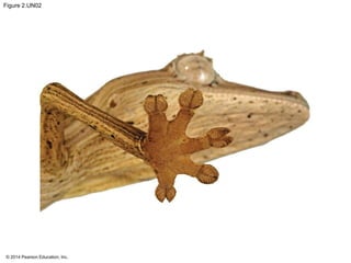 © 2014 Pearson Education, Inc.
Figure 2.UN02
 