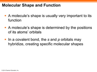 © 2014 Pearson Education, Inc.
Molecular Shape and Function
 A molecule’s shape is usually very important to its
function
 A molecule’s shape is determined by the positions
of its atoms’ orbitals
 In a covalent bond, the s and p orbitals may
hybridize, creating specific molecular shapes
 