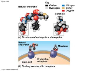 © 2014 Pearson Education, Inc.
Figure 2.16
Natural endorphin
(a) Structures of endorphin and morphine
Morphine
Key
Carbon
Hydrogen
Oxygen
Sulfur
Nitrogen
Morphine
Natural
endorphin
Endorphin
receptorsBrain cell
(b) Binding to endorphin receptors
 