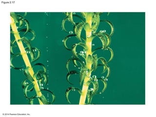 © 2014 Pearson Education, Inc.
Figure 2.17
 