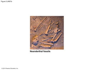 © 2014 Pearson Education, Inc.
Figure 2.UN01b
Neanderthal fossils
 
