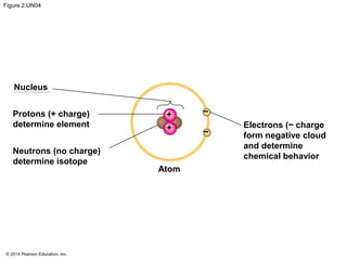 © 2014 Pearson Education, Inc.
Figure 2.UN04
Nucleus
Protons (+ charge)
determine element
Neutrons (no charge)
determine isotope
Atom
Electrons (− charge
form negative cloud
and determine
chemical behavior
+
+ −
−
 