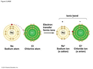 © 2014 Pearson Education, Inc.
Figure 2.UN06
Ionic bond
Electron
transfer
forms ions
Na+
Sodium ion
(a cation)
Cl−
Chloride ion
(a anion)
ClNaClNa
Cl
Chlorine atom
Na
Sodium atom
+ −
 