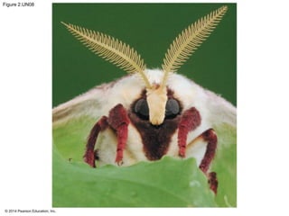 © 2014 Pearson Education, Inc.
Figure 2.UN08
 