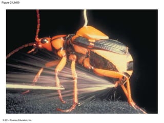 © 2014 Pearson Education, Inc.
Figure 2.UN09
 