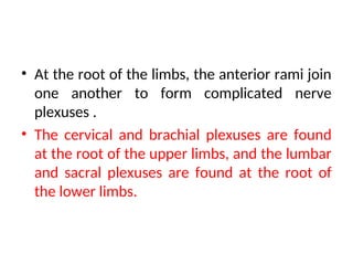 Understanding Roots And Ramus Examples 02 Lecture ..General Anatomy-of-the-Nervous-System(General anatomy of ...