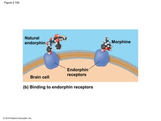 © 2014 Pearson Education, Inc.
Figure 2.14b
Natural
endorphin
Endorphin
receptors
Brain cell
Morphine
(b) Binding to endor...