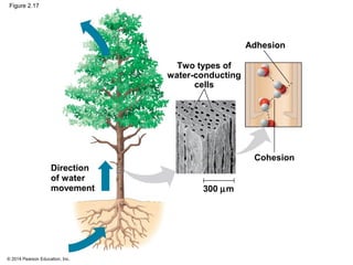 © 2014 Pearson Education, Inc.
Figure 2.17
Adhesion
Cohesion
Direction
of water
movement
Two types of
water-conducting
cel...