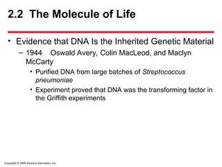 Copyright © 2009 Pearson Education, Inc.
2.2 The Molecule of Life
• Evidence that DNA Is the Inherited Genetic Material
– 1944 Oswald Avery, Colin MacLeod, and Maclyn
McCarty
• Purified DNA from large batches of Streptococcus
pneumoniae
• Experiment proved that DNA was the transforming factor in
the Griffith experiments
 