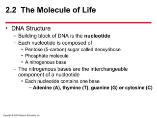 Copyright © 2009 Pearson Education, Inc.
2.2 The Molecule of Life
• DNA Structure
– Building block of DNA is the nucleotide
– Each nucleotide is composed of
• Pentose (5-carbon) sugar called deoxyribose
• Phosphate molecule
• A nitrogenous base
– The nitrogenous bases are the interchangeable
component of a nucleotide
• Each nucleotide contains one base
– Adenine (A), thymine (T), guanine (G) or cytosine (C)
 