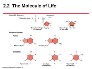 Copyright © 2009 Pearson Education, Inc.
2.2 The Molecule of Life
 