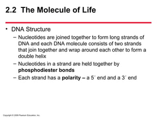 Copyright © 2009 Pearson Education, Inc.
2.2 The Molecule of Life
• DNA Structure
– Nucleotides are joined together to form long strands of
DNA and each DNA molecule consists of two strands
that join together and wrap around each other to form a
double helix
– Nucleotides in a strand are held together by
phosphodiester bonds
– Each strand has a polarity – a 5 end and a 3 end
 