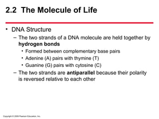 Copyright © 2009 Pearson Education, Inc.
2.2 The Molecule of Life
• DNA Structure
– The two strands of a DNA molecule are held together by
hydrogen bonds
• Formed between complementary base pairs
• Adenine (A) pairs with thymine (T)
• Guanine (G) pairs with cytosine (C)
– The two strands are antiparallel because their polarity
is reversed relative to each other
 