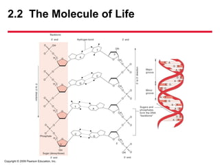 Copyright © 2009 Pearson Education, Inc.
2.2 The Molecule of Life
 