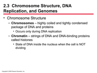 Copyright © 2009 Pearson Education, Inc.
2.3 Chromosome Structure, DNA
Replication, and Genomes
• Chromosome Structure
– Chromosomes – highly coiled and tightly condensed
package of DNA and proteins
• Occurs only during DNA replication
– Chromatin – strings of DNA and DNA-binding proteins
called histones
• State of DNA inside the nucleus when the cell is NOT
dividing
 