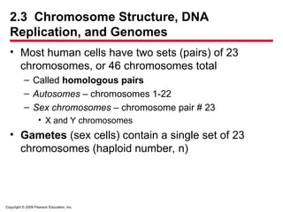 Copyright © 2009 Pearson Education, Inc.
2.3 Chromosome Structure, DNA
Replication, and Genomes
• Most human cells have two sets (pairs) of 23
chromosomes, or 46 chromosomes total
– Called homologous pairs
– Autosomes – chromosomes 1-22
– Sex chromosomes – chromosome pair # 23
• X and Y chromosomes
• Gametes (sex cells) contain a single set of 23
chromosomes (haploid number, n)
 