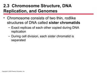 Copyright © 2009 Pearson Education, Inc.
2.3 Chromosome Structure, DNA
Replication, and Genomes
• Chromosome consists of two thin, rodlike
structures of DNA called sister chromatids
– Exact replicas of each other copied during DNA
replication
– During cell division, each sister chromatid is
separated
 