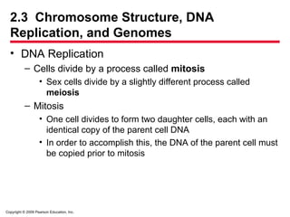 Copyright © 2009 Pearson Education, Inc.
2.3 Chromosome Structure, DNA
Replication, and Genomes
• DNA Replication
– Cells divide by a process called mitosis
• Sex cells divide by a slightly different process called
meiosis
– Mitosis
• One cell divides to form two daughter cells, each with an
identical copy of the parent cell DNA
• In order to accomplish this, the DNA of the parent cell must
be copied prior to mitosis
 