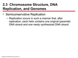 Copyright © 2009 Pearson Education, Inc.
2.3 Chromosome Structure, DNA
Replication, and Genomes
• Semiconservative Replication
– Replication occurs in such a manner that, after
replication, each helix contains one original (parental)
DNA strand and one newly synthesized DNA strand
 