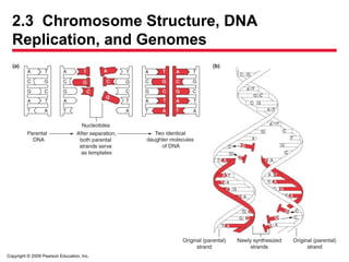 Copyright © 2009 Pearson Education, Inc.
2.3 Chromosome Structure, DNA
Replication, and Genomes
 
