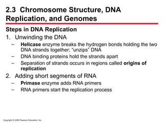 Copyright © 2009 Pearson Education, Inc.
2.3 Chromosome Structure, DNA
Replication, and Genomes
Steps in DNA Replication
1. Unwinding the DNA
– Helicase enzyme breaks the hydrogen bonds holding the two
DNA strands together; “unzips” DNA
– DNA binding proteins hold the strands apart
– Separation of strands occurs in regions called origins of
replication
2. Adding short segments of RNA
– Primase enzyme adds RNA primers
– RNA primers start the replication process
 