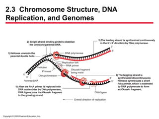 Copyright © 2009 Pearson Education, Inc.
2.3 Chromosome Structure, DNA
Replication, and Genomes
 