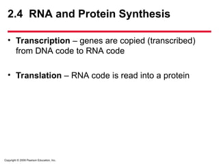 Copyright © 2009 Pearson Education, Inc.
2.4 RNA and Protein Synthesis
• Transcription – genes are copied (transcribed)
from DNA code to RNA code
• Translation – RNA code is read into a protein
 