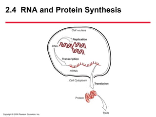 Copyright © 2009 Pearson Education, Inc.
2.4 RNA and Protein Synthesis
 