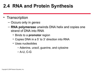 Copyright © 2009 Pearson Education, Inc.
2.4 RNA and Protein Synthesis
• Transcription
– Occurs only in genes
– RNA polymerase unwinds DNA helix and copies one
strand of DNA into RNA
• Binds to a promotor region
• Copies DNA in a 5’ to 3’ direction into RNA
• Uses nucleotides
– Adenine, uracil, guanine, and cytosine
– A-U, C-G
 