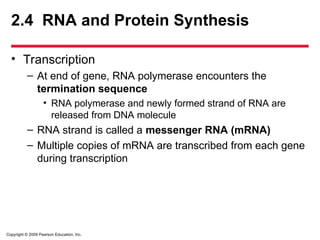 Copyright © 2009 Pearson Education, Inc.
2.4 RNA and Protein Synthesis
• Transcription
– At end of gene, RNA polymerase encounters the
termination sequence
• RNA polymerase and newly formed strand of RNA are
released from DNA molecule
– RNA strand is called a messenger RNA (mRNA)
– Multiple copies of mRNA are transcribed from each gene
during transcription
 