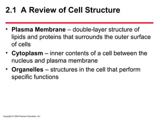 Copyright © 2009 Pearson Education, Inc.
2.1 A Review of Cell Structure
• Plasma Membrane – double-layer structure of
lipids and proteins that surrounds the outer surface
of cells
• Cytoplasm – inner contents of a cell between the
nucleus and plasma membrane
• Organelles – structures in the cell that perform
specific functions
 