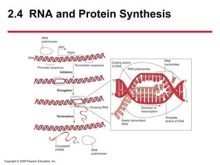 Copyright © 2009 Pearson Education, Inc.
2.4 RNA and Protein Synthesis
 