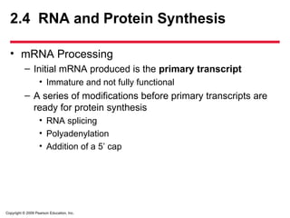 Copyright © 2009 Pearson Education, Inc.
2.4 RNA and Protein Synthesis
• mRNA Processing
– Initial mRNA produced is the primary transcript
• Immature and not fully functional
– A series of modifications before primary transcripts are
ready for protein synthesis
• RNA splicing
• Polyadenylation
• Addition of a 5’ cap
 
