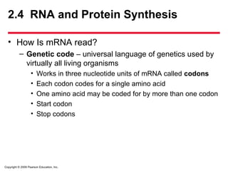 Copyright © 2009 Pearson Education, Inc.
2.4 RNA and Protein Synthesis
• How Is mRNA read?
– Genetic code – universal language of genetics used by
virtually all living organisms
• Works in three nucleotide units of mRNA called codons
• Each codon codes for a single amino acid
• One amino acid may be coded for by more than one codon
• Start codon
• Stop codons
 