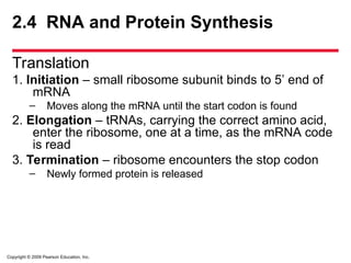 Copyright © 2009 Pearson Education, Inc.
2.4 RNA and Protein Synthesis
Translation
1. Initiation – small ribosome subunit binds to 5’ end of
mRNA
– Moves along the mRNA until the start codon is found
2. Elongation – tRNAs, carrying the correct amino acid,
enter the ribosome, one at a time, as the mRNA code
is read
3. Termination – ribosome encounters the stop codon
– Newly formed protein is released
 