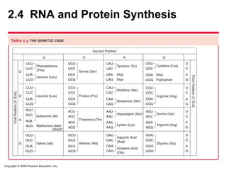 Copyright © 2009 Pearson Education, Inc.
2.4 RNA and Protein Synthesis
 