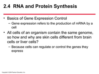 Copyright © 2009 Pearson Education, Inc.
2.4 RNA and Protein Synthesis
• Basics of Gene Expression Control
– Gene expression refers to the production of mRNA by a
cell
• All cells of an organism contain the same genome,
so how and why are skin cells different from brain
cells or liver cells?
– Because cells can regulate or control the genes they
express
 