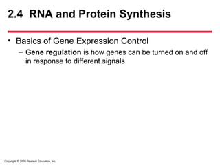Copyright © 2009 Pearson Education, Inc.
2.4 RNA and Protein Synthesis
• Basics of Gene Expression Control
– Gene regulation is how genes can be turned on and off
in response to different signals
 