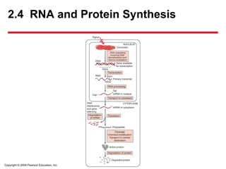 Copyright © 2009 Pearson Education, Inc.
2.4 RNA and Protein Synthesis
 