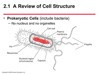 Copyright © 2009 Pearson Education, Inc.
• Prokaryotic Cells (include bacteria)
– No nucleus and no organelles
2.1 A Review of Cell Structure
 
