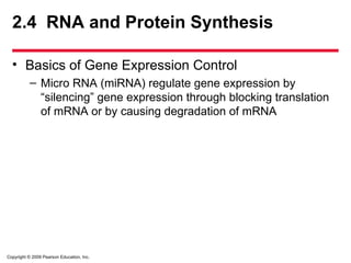 Copyright © 2009 Pearson Education, Inc.
2.4 RNA and Protein Synthesis
• Basics of Gene Expression Control
– Micro RNA (miRNA) regulate gene expression by
“silencing” gene expression through blocking translation
of mRNA or by causing degradation of mRNA
 