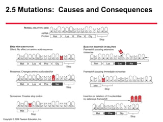 Copyright © 2009 Pearson Education, Inc.
2.5 Mutations: Causes and Consequences
 